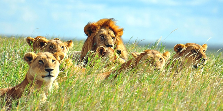 Lions in the Serengeti