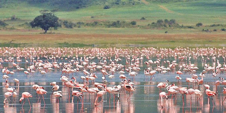 Flamingos in Lake Natron